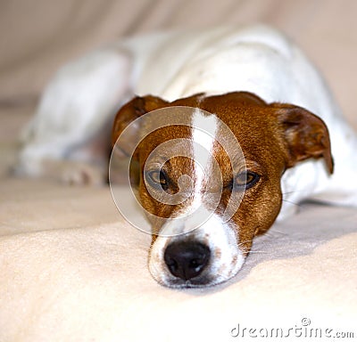 the dog lies and is bored Stock Photo