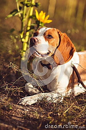 A Dog Lies And Looks Into The Distance Stock Photo