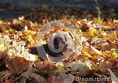 The dog lies in the sun in the autumn leaves on a warm autumn day Stock Photo