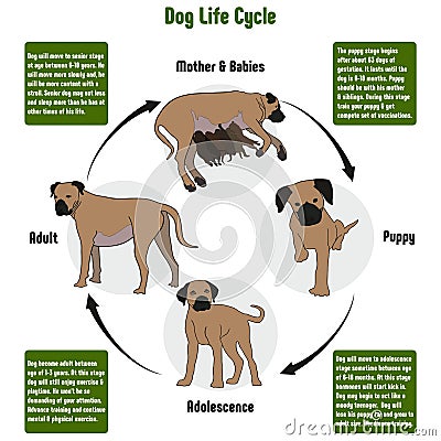 Dog Life Cycle Diagram Vector Illustration