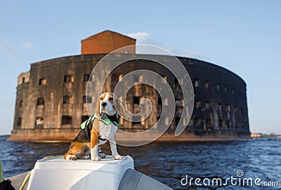 Dog in a life jacket in a boat. beagle puppy sea voyage Stock Photo
