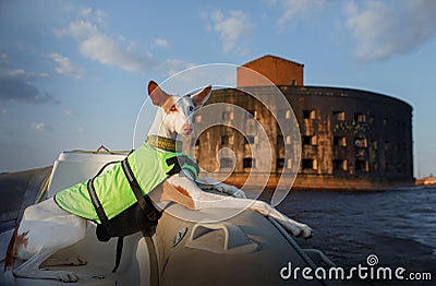 dog in a life jacket in a boat. Ibizan greyhound sea voyage Stock Photo