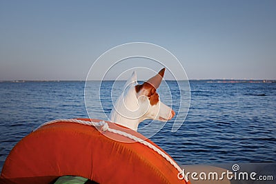 dog in a life jacket in a boat. Ibizan greyhound sea voyage Stock Photo