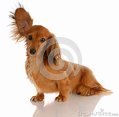 Dog listening Stock Photo