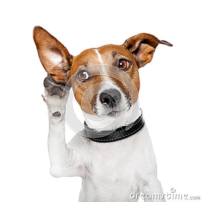 Dog listening with big ear Stock Photo