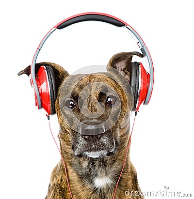 Dog listening to music on headphones. isolated on white Stock Photo