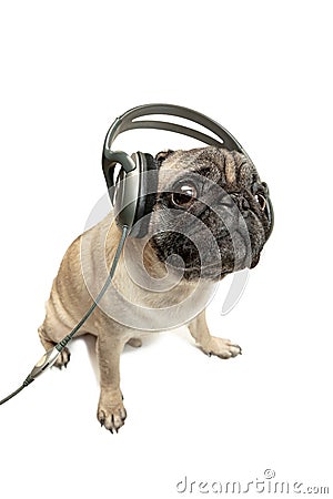 Dog listening to music. Pug Dog isolated on White Background Stock Photo