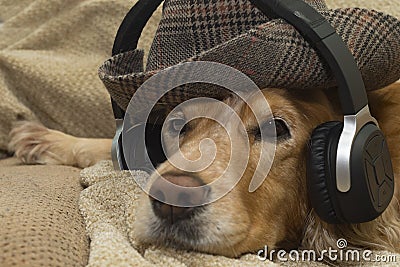 The dog listens to music on the mobile phone while lying on the couch Stock Photo