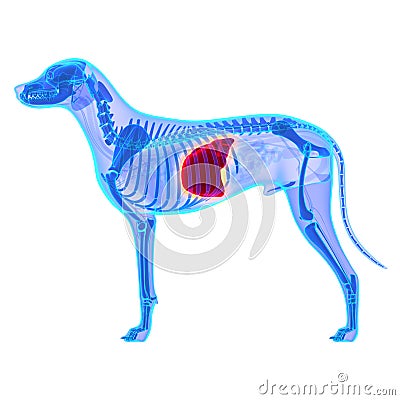 Dog Liver - Canis Lupus Familiaris Anatomy - isolated on white Stock Photo