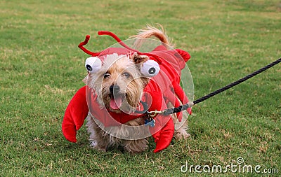 Dog In Lobster Costume Stock Photo