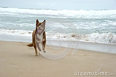 Dog Stock Photo