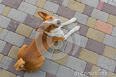 Dog looking above lying on a street pavement Stock Photo