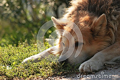 Dog looking bored... Stock Photo