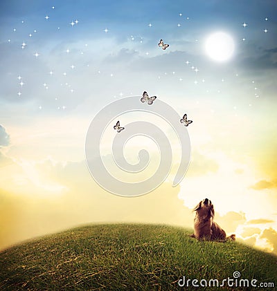 Dog looking at butterflies under the moon light Stock Photo