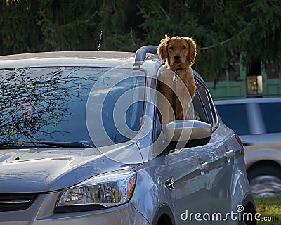 Golden retriever looking out of car Stock Photo