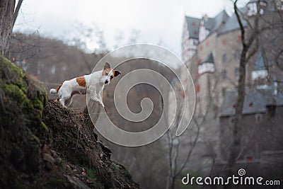 The dog is looking at the castle. Small dog on nature walks. Jack Russell Terrier Outside Stock Photo