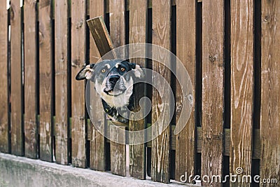Dog looking from the hole in the fence Stock Photo