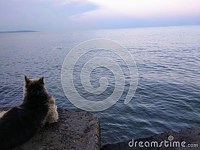 Dog looking at the horison Stock Photo