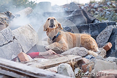 Dog looking for injured people Stock Photo