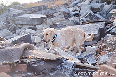 Dog looking for injured people Stock Photo