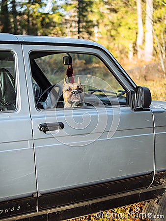 The dog is looking out of the car. Waiting for her release Stock Photo