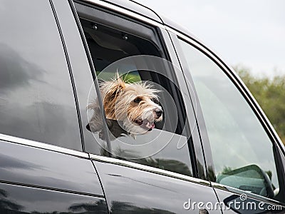 Dog looking out of a car window Stock Photo