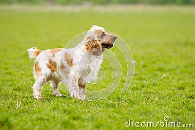 Dog looking sideways Stock Photo