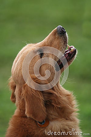 Dog looking up to his master Stock Photo