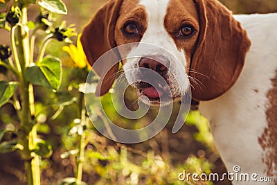 A Dog Looks At The Camera Stock Photo