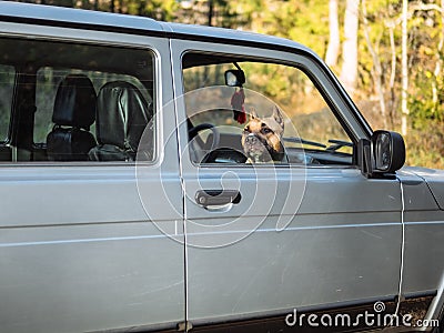 The dog looks out of the car Stock Photo