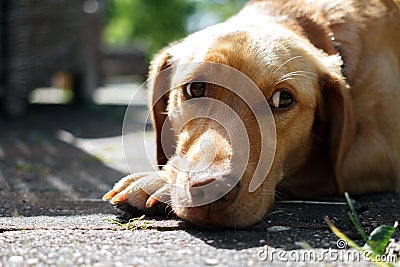 The dog looks sideways with a sad look. Stock Photo