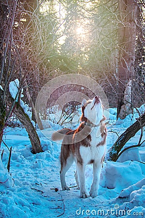 Dog looks at top, lift up head. Siberian husky hunting in winter forest, looking carefully at branches tree. Stock Photo