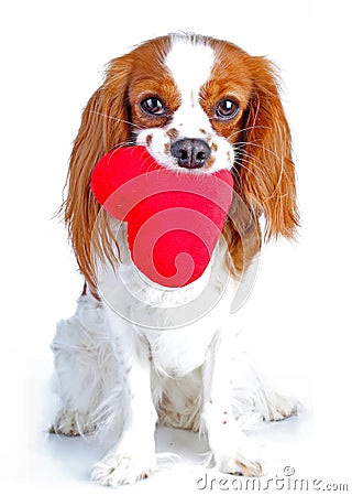 Dog with heart Cavalier king charles spaniel dog photo. Beautiful cute cavalier puppy dog on isolated white studio Stock Photo