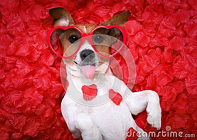 Dog love rose valentines Stock Photo