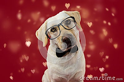 DOG LOVE VALENTINE DAYS. CUTE LABRADOR WEARING GLASSES AND BLACK NECK TIE. ISOLATED SHOT AGAINT RED BACKGROUND WITH DEFOCUSED Stock Photo