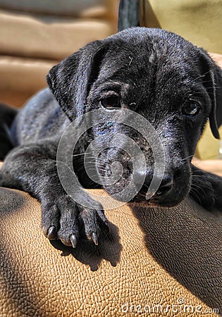 Dog is loveable always Stock Photo