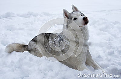 The dog is lying alone in the snow. Close-up portrait. Husky Breed Stock Photo