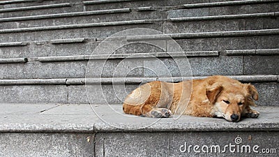 Dog lying down on stairs Stock Photo