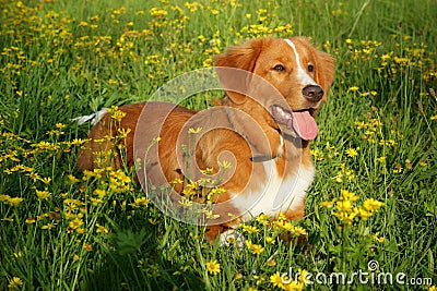 Dog is lying in a flower field Stock Photo