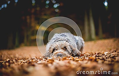 Dog Lying on the Ground in the Forest in the Autumnal Faded Leaves. Bohemian Wire Haired Pointing Griffon. Stock Photo