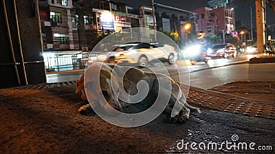 The dog is lying next to the road. Cars pass by. Editorial Stock Photo