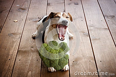 Dog lying on the wooden floor. Yawns. The paws holding broccoli Stock Photo