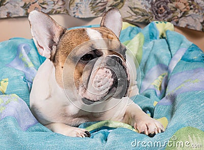 Dog lying on the pillow Stock Photo