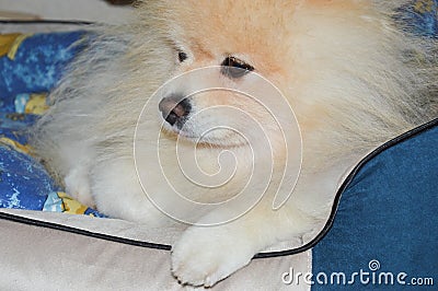 The dog is lying in a sunbed. a pet. German spitz, Pomeranian. Stock Photo