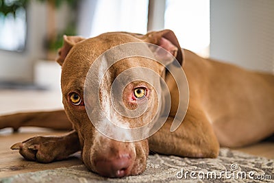 Dog lying on wooden floor indoors, brown amstaff terrier resting. Pitbull with big sad eyes Stock Photo