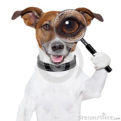 Dog with magnifying glass Stock Photo