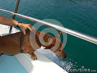 Dog makes a Boat Trip Stock Photo