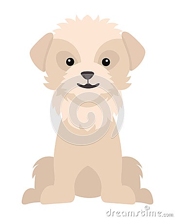 dog maltese bichon Vector Illustration