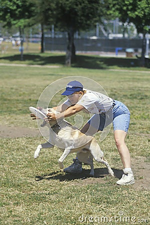 Dog and man practicing at Canine Frisbee Contest, Westwood, Los Angeles, CA Editorial Stock Photo