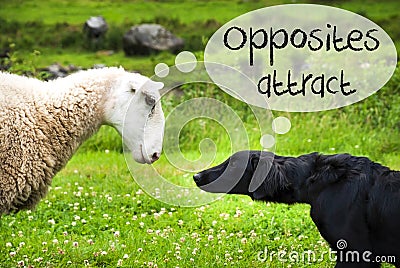 Dog Meets Sheep, Text Opposites Attract Stock Photo